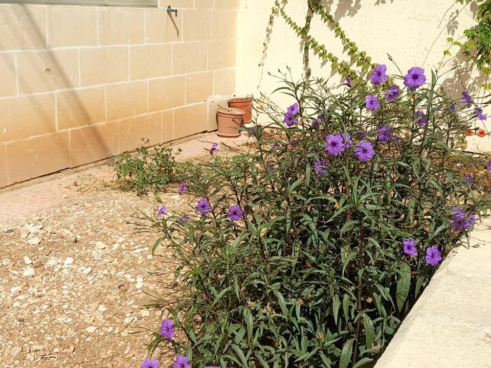 Dynesty B&B Birżebbuġa Eksteriør bilde